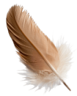 Feather Header Img rsz left